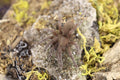 Selenocosmia Javanensis (Java Yellow Knee Tarantula)