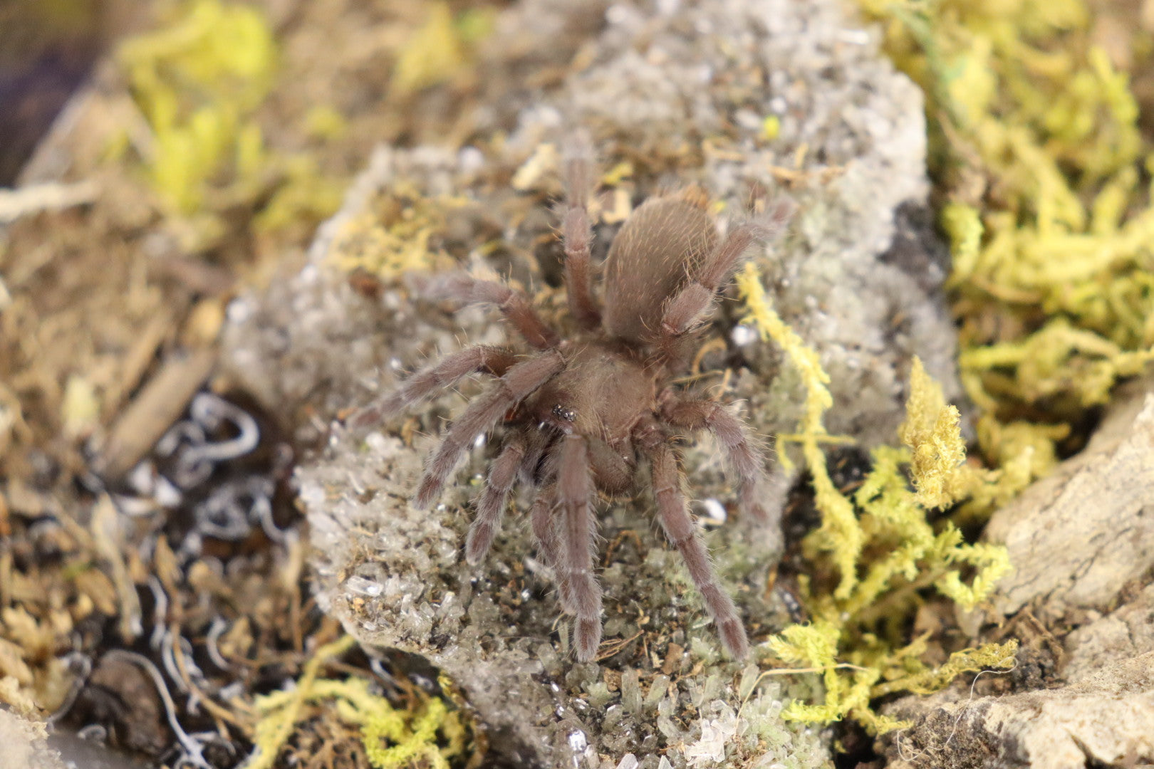 Selenocosmia Javanensis (Java Yellow Knee Tarantula)