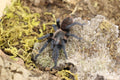 Tliltocatl Vagans (Mexican Red Rump Tarantula)