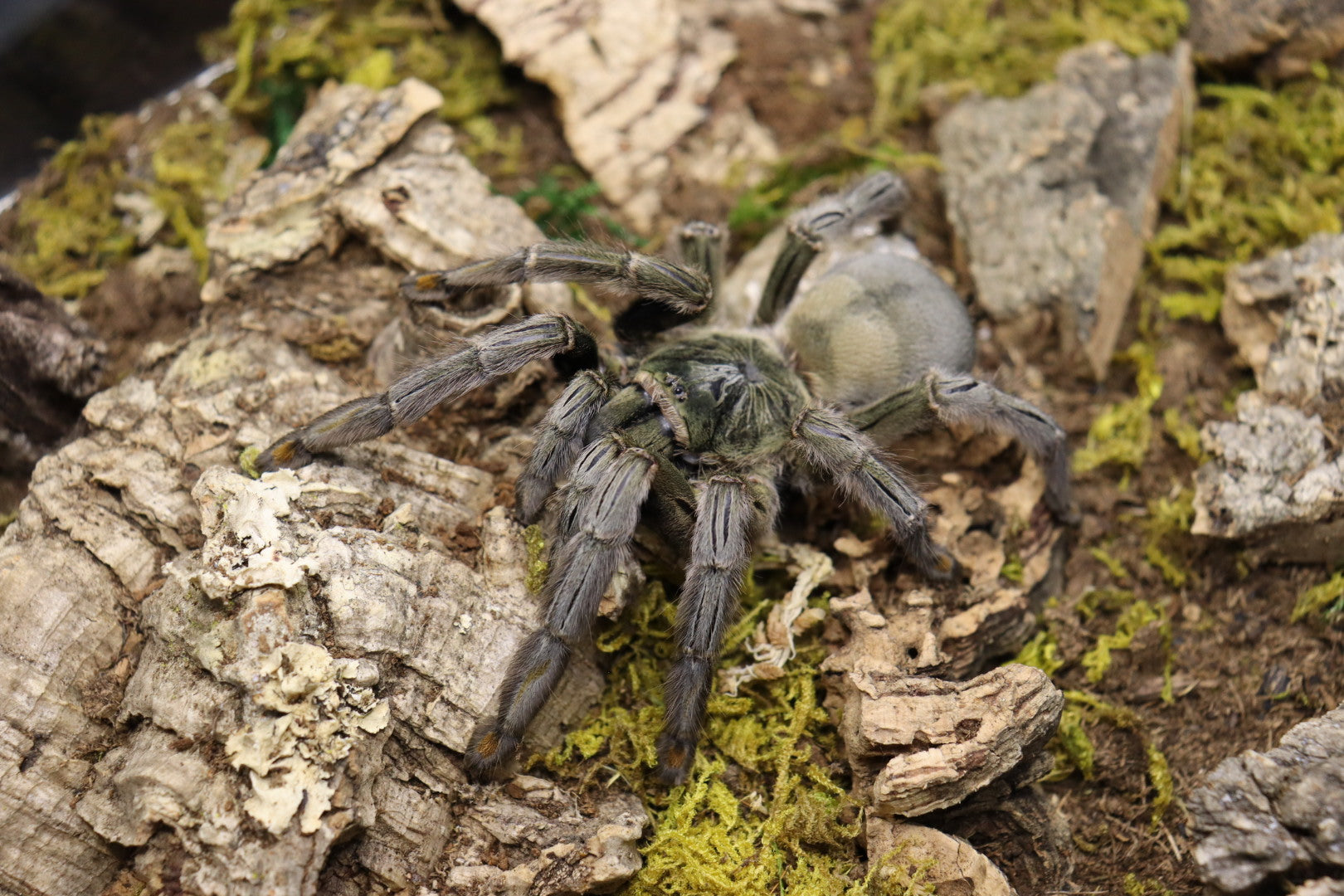 Psalmopeous Cambridgei (Trinidad Cheveron Tarantula)