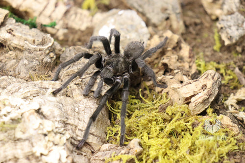 Aphonopelma Moderatum (Rio Grande Gold Tarantula)
