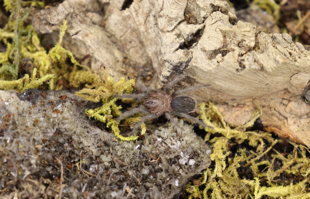 Tliltocatl Albopilosus (Curly Hair Tarantula) FREE ON ORDERS OVER $100