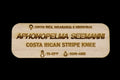 Aphonopelma Seemani Tarantula Name Tag