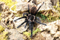 Tliltocatl Sabulosus (Guatemalan Red Rump Tarantula)
