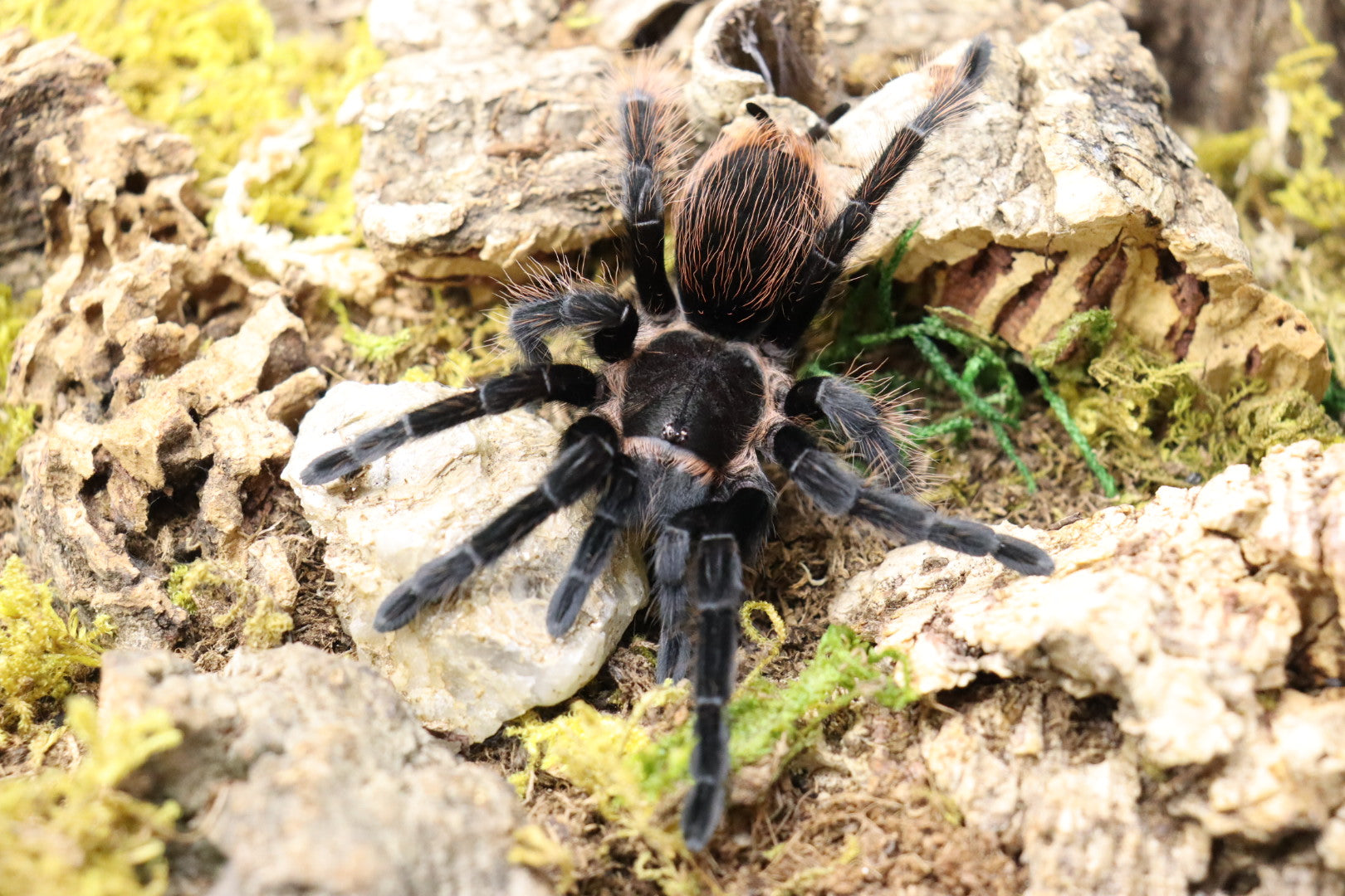 Tliltocatl Sabulosus (Guatemalan Red Rump Tarantula)