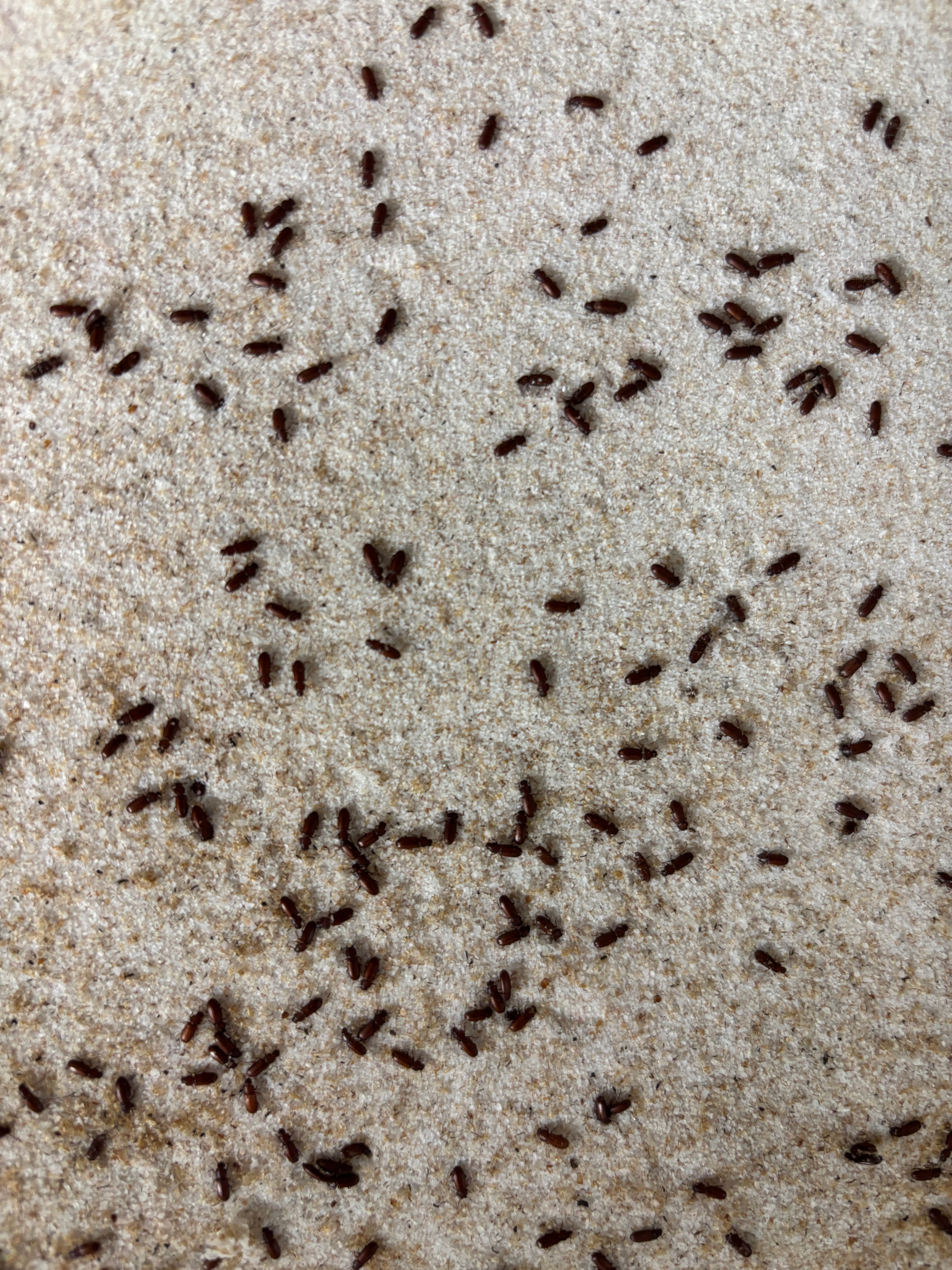 Tribolium Confusum (Rice Flower Beatles)