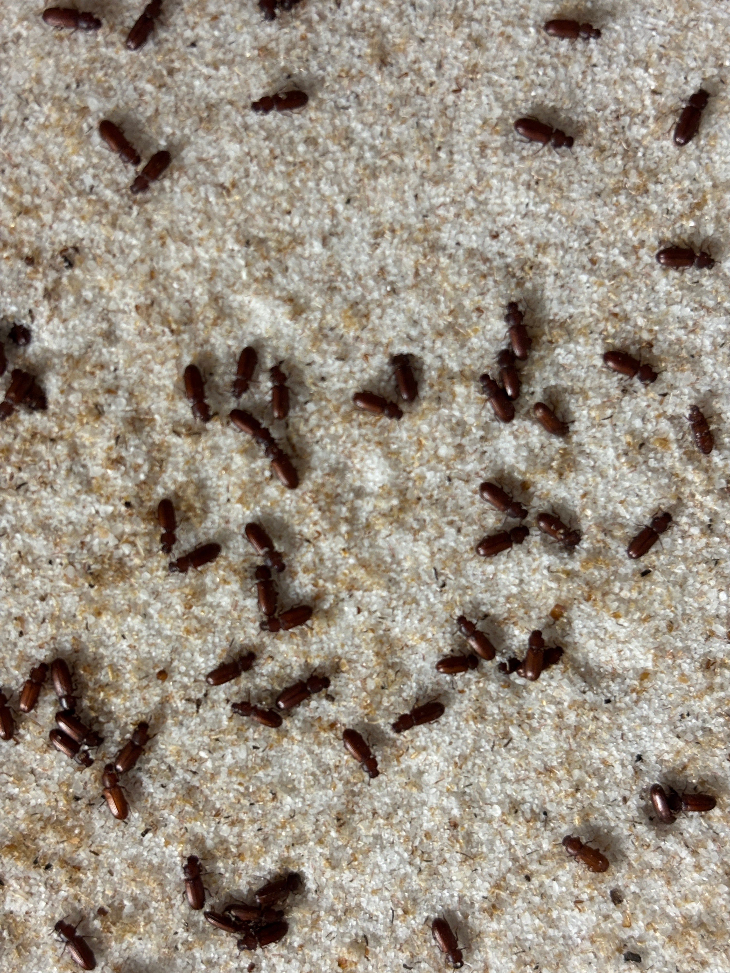 Tribolium Confusum (Rice Flower Beatles)