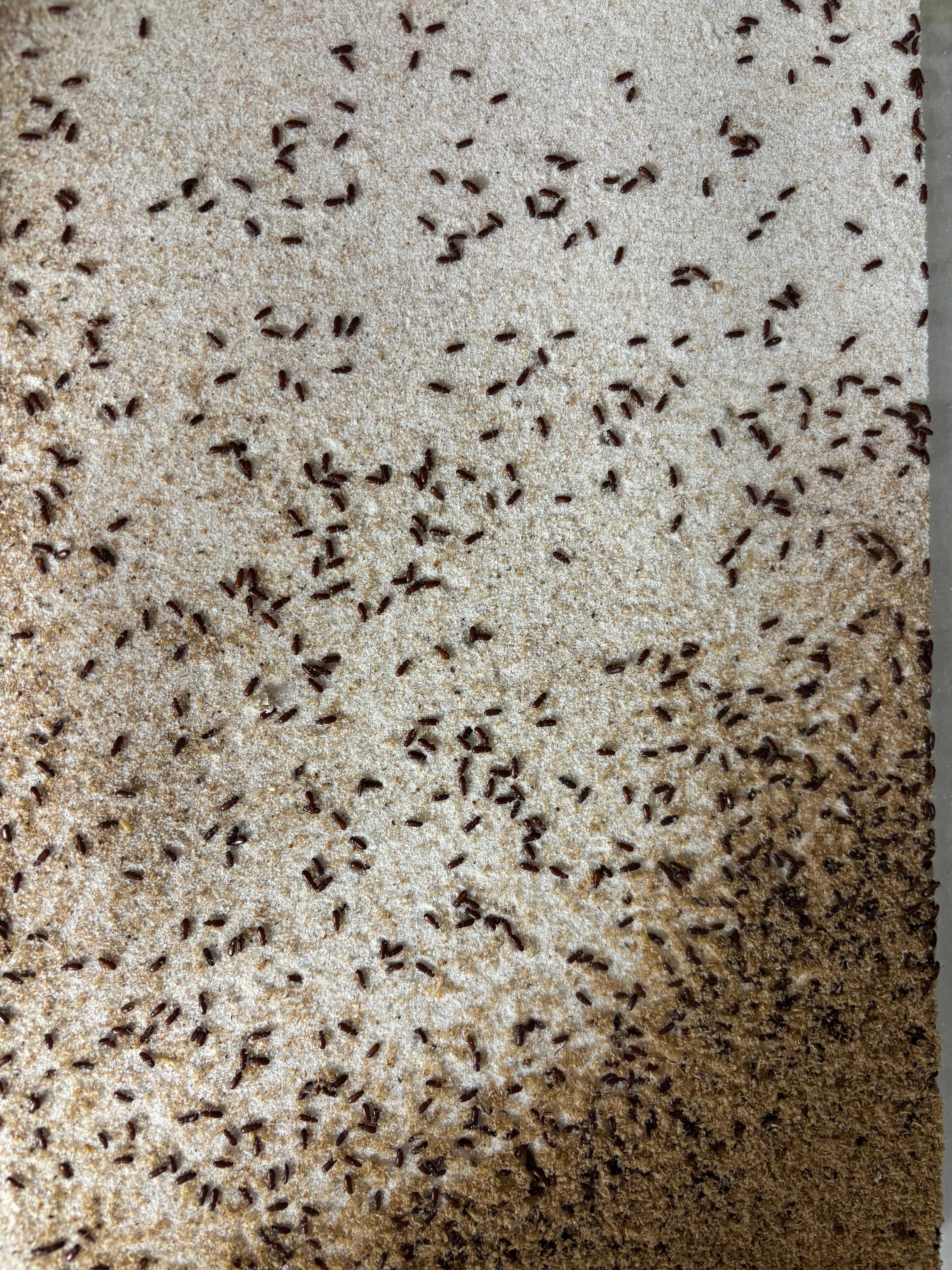 Tribolium Confusum (Rice Flower Beatles)