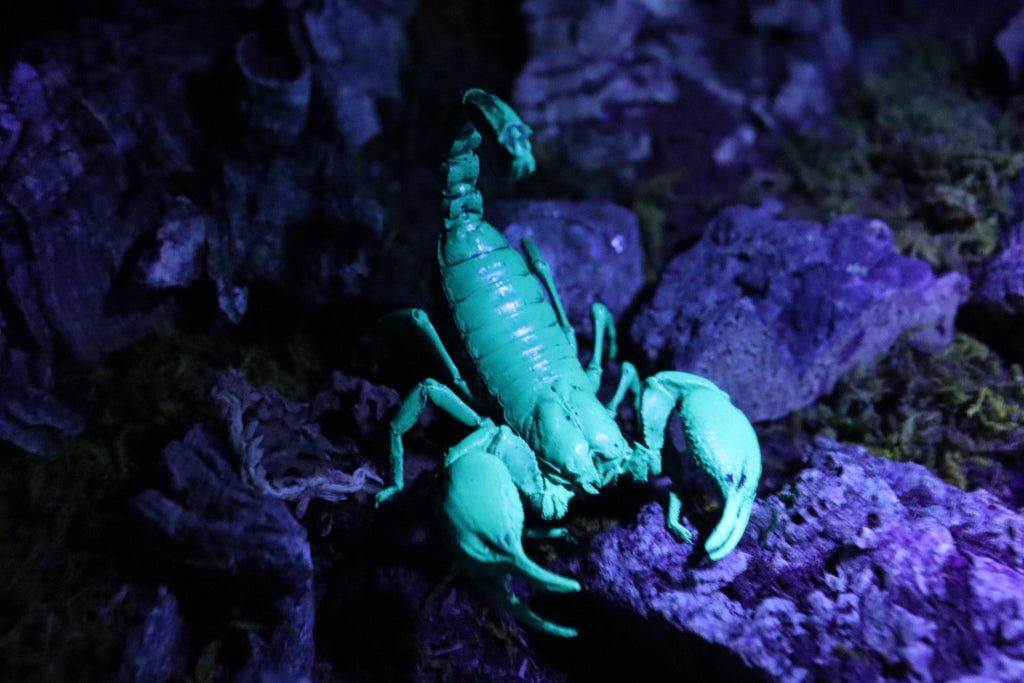 Heterometrus Spinifer (Asian Forest Scorpion)