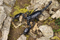 Heterometrus Spinifer (Asian Forest Scorpion)