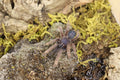 Ornithoctoninae sp Vietnam Silver Tarantula